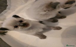 Ragdoll cats for sale: Ragdol KITTENS 😸 ♥️  - Image 6