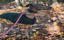 Whippet dogs for adoption: Beautiful Dee Dee wants a loving forever home - Image 2