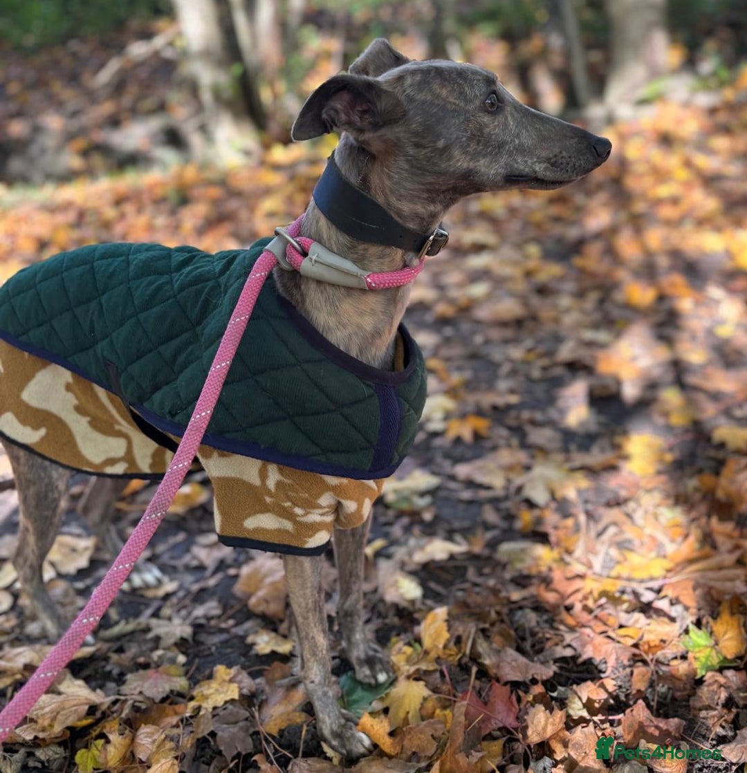 Whippet dogs for adoption: Beautiful Dee Dee wants a loving forever home - Image 2