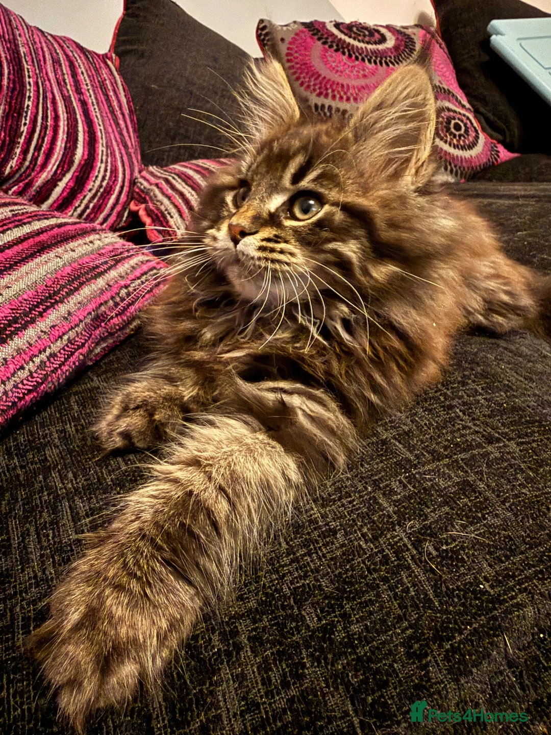 Maine Coon cats for sale: Beautiful Maine Coon kittens. - Advert 7