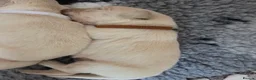 Golden Retriever dogs for sale: Only one male available KC Golden Retriever - Advert 21