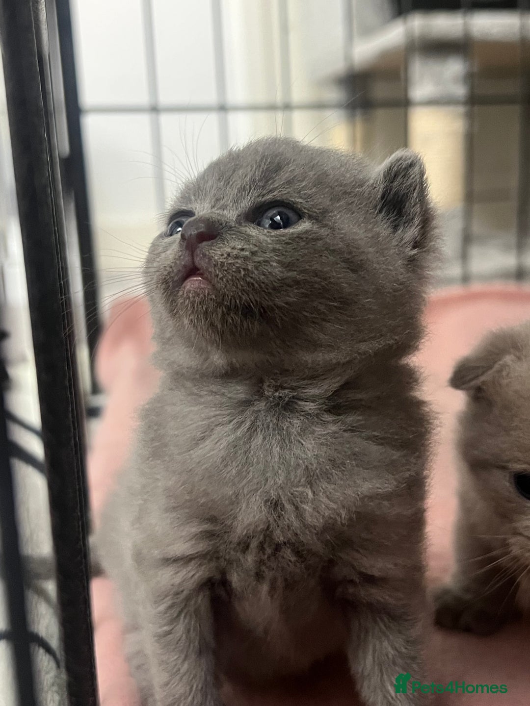 Scottish Fold cats for sale: Scottish fold and Scottish straight kittens!  - Advert 6