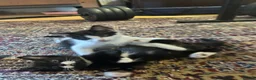 Mixed Breed cats for sale: Beautiful short-haired black and white kittens in Sudbury - Advert 7