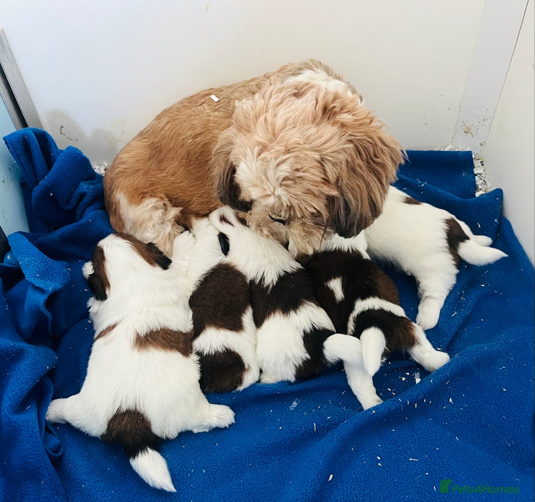 Shih Tzu dogs for sale: Beautiful Shih Tzu Puppies - Image 17
