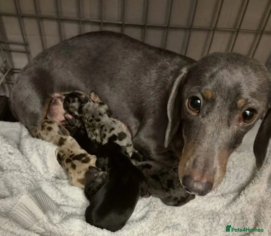 Miniature Dachshund dogs for sale: Beautiful Dachshund Puppies  - Advert 9