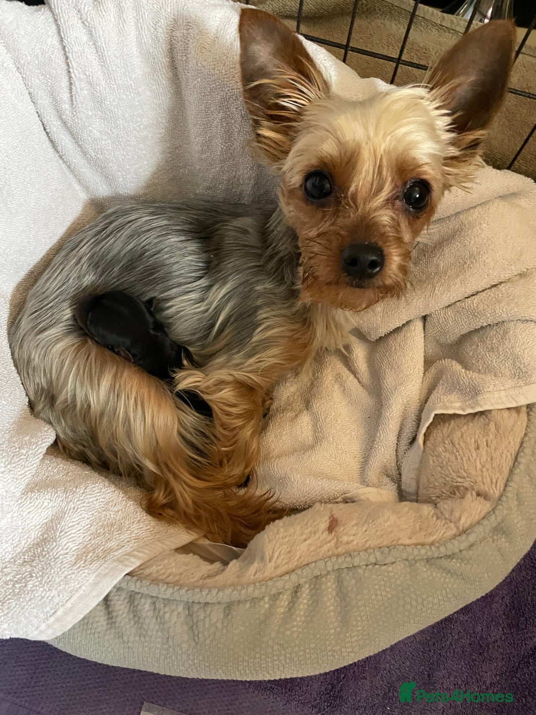 Yorkshire Terrier dogs for sale: Gorgeous Tiny Yorkshire terrier puppy  - Image 10