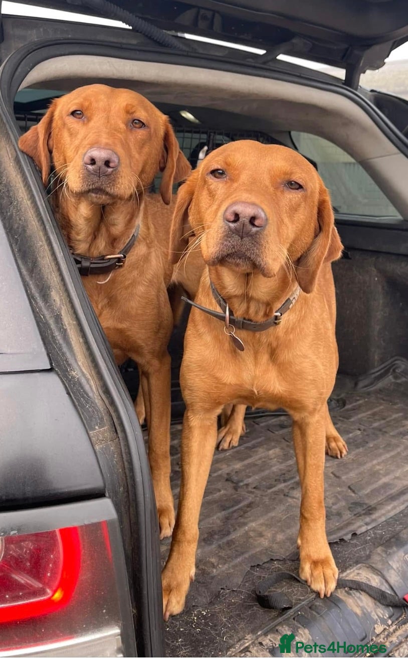Labrador Retriever dogs for sale: KC Stunning Dark Fox Red Labrador Puppies - Advert 15