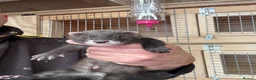 Ferret rodents for sale: Black ferrets  - Advert 11