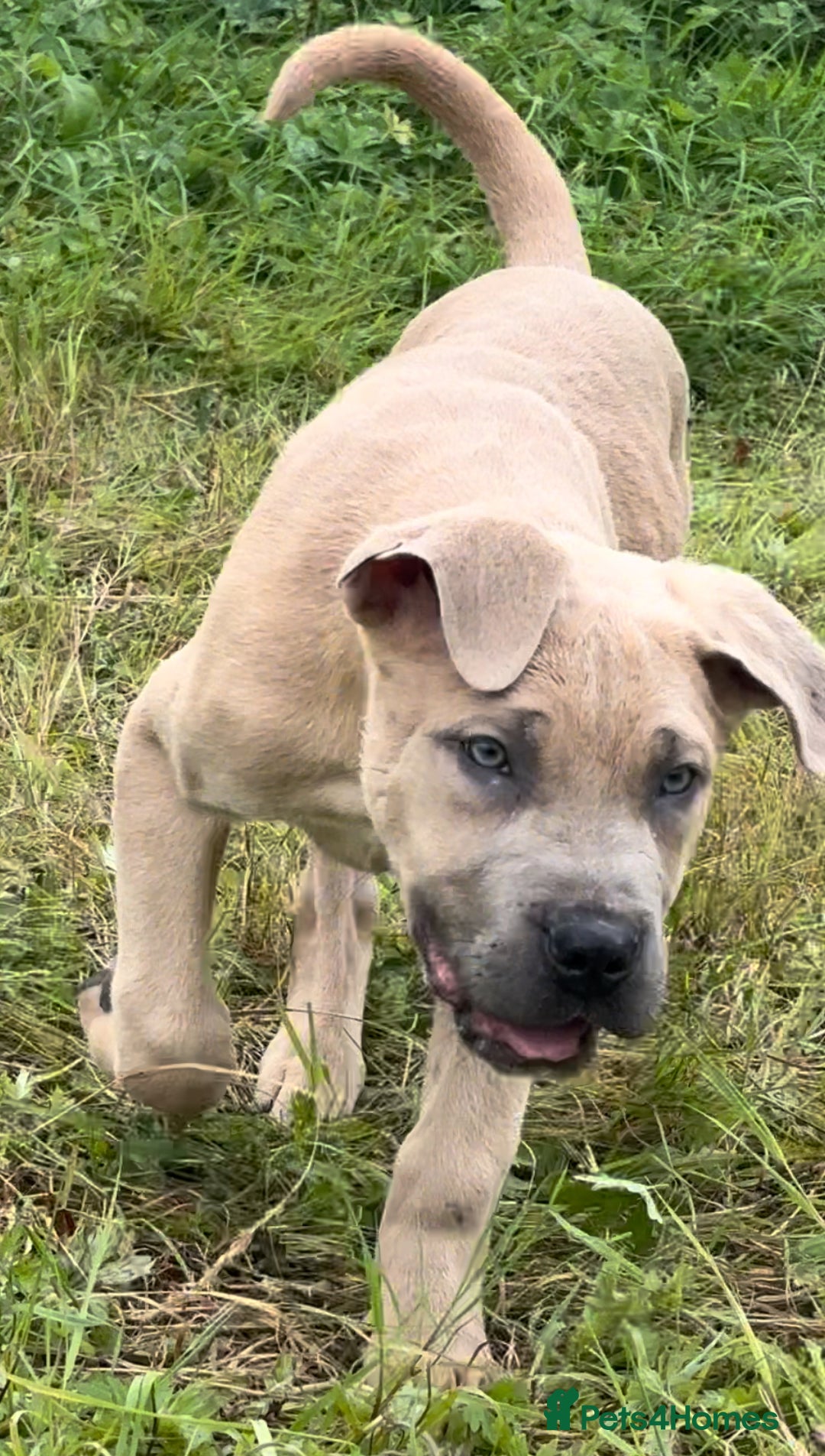 Mixed Breed dogs for sale: Cane Corso/Presa Canario Molloser dogs  - Image 8