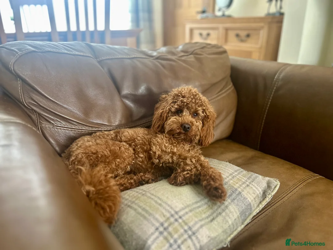 Toy Poodle dogs for stud: Kc health tested fox red Toy poodle for stud  - Advert 4