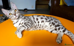 Bengal cats for sale: Exceptional Bengal kittens Available  - Image 7