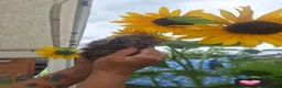 Guinea Pig rodents for sale: Longhaired baby guinea pigs  - Advert 6