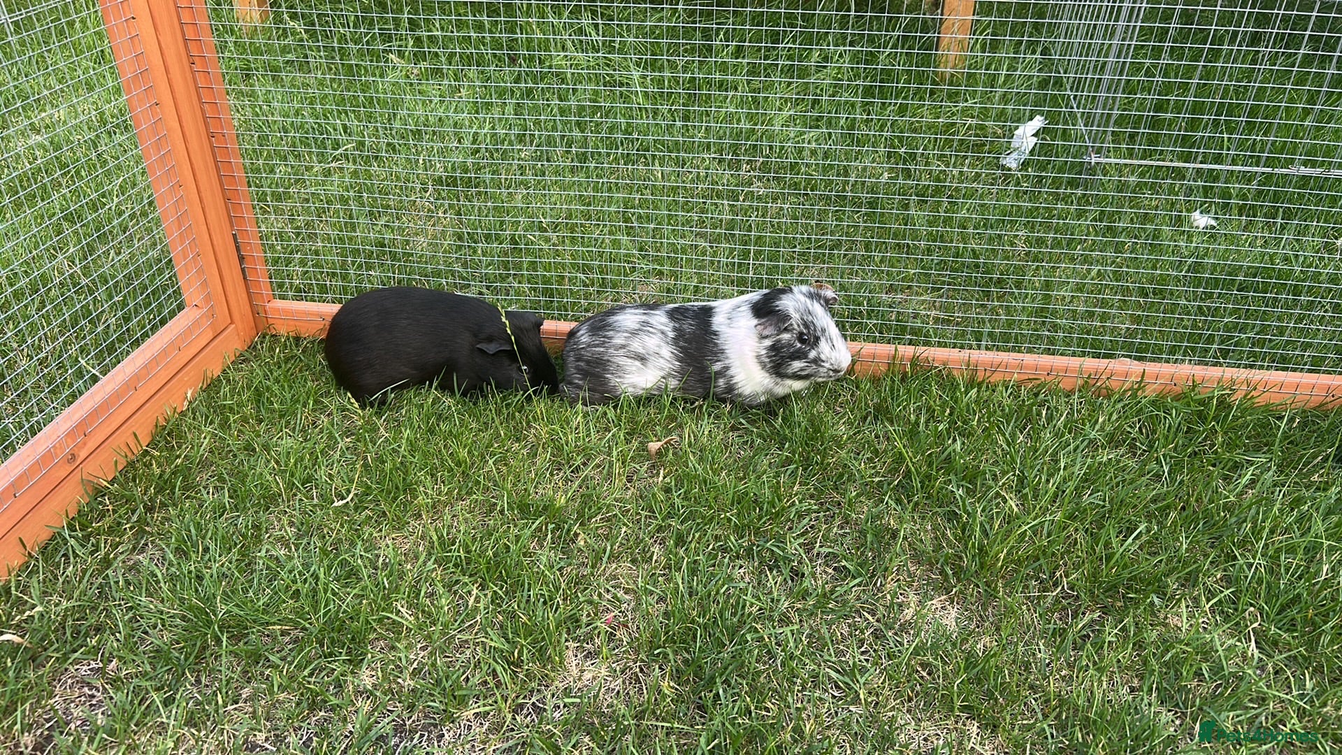 Guinea Pig rodents Magpie boars - Advert 2