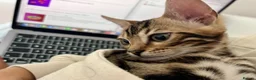 Bengal cats for sale: 🐅Gorgeous 😍One of a Kind Dream Bengal Boy!🐅 - Advert 15