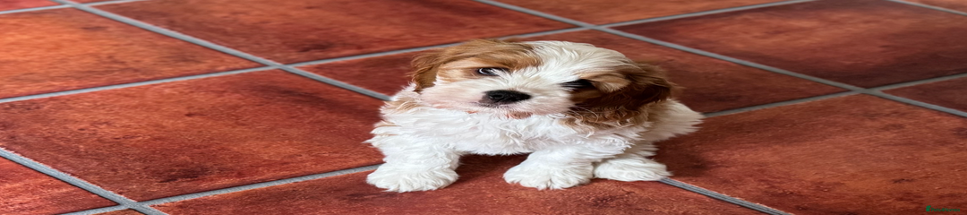 Cavapoo Puppy 2