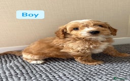 Cockapoo dogs for sale: 6 stunning cockapoo puppies  - Image 22