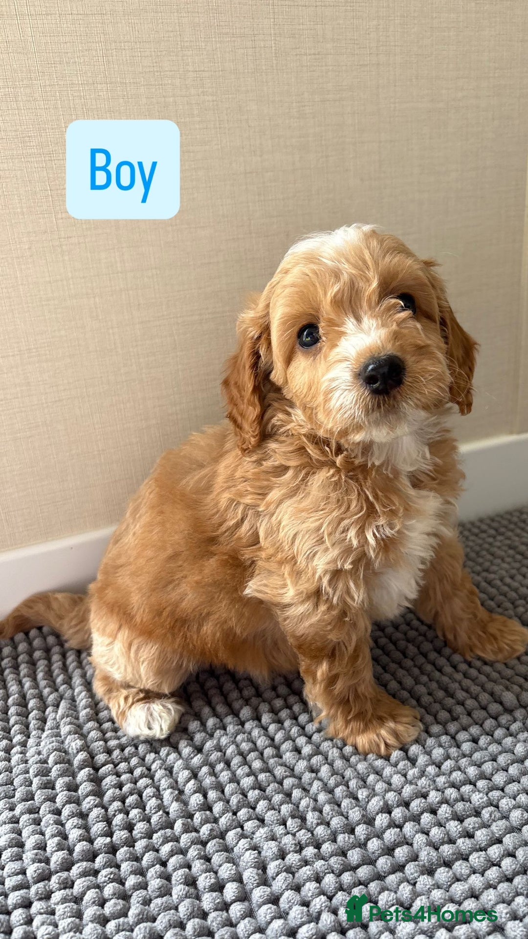 Cockapoo dogs for sale: 6 stunning cockapoo puppies  - Image 22