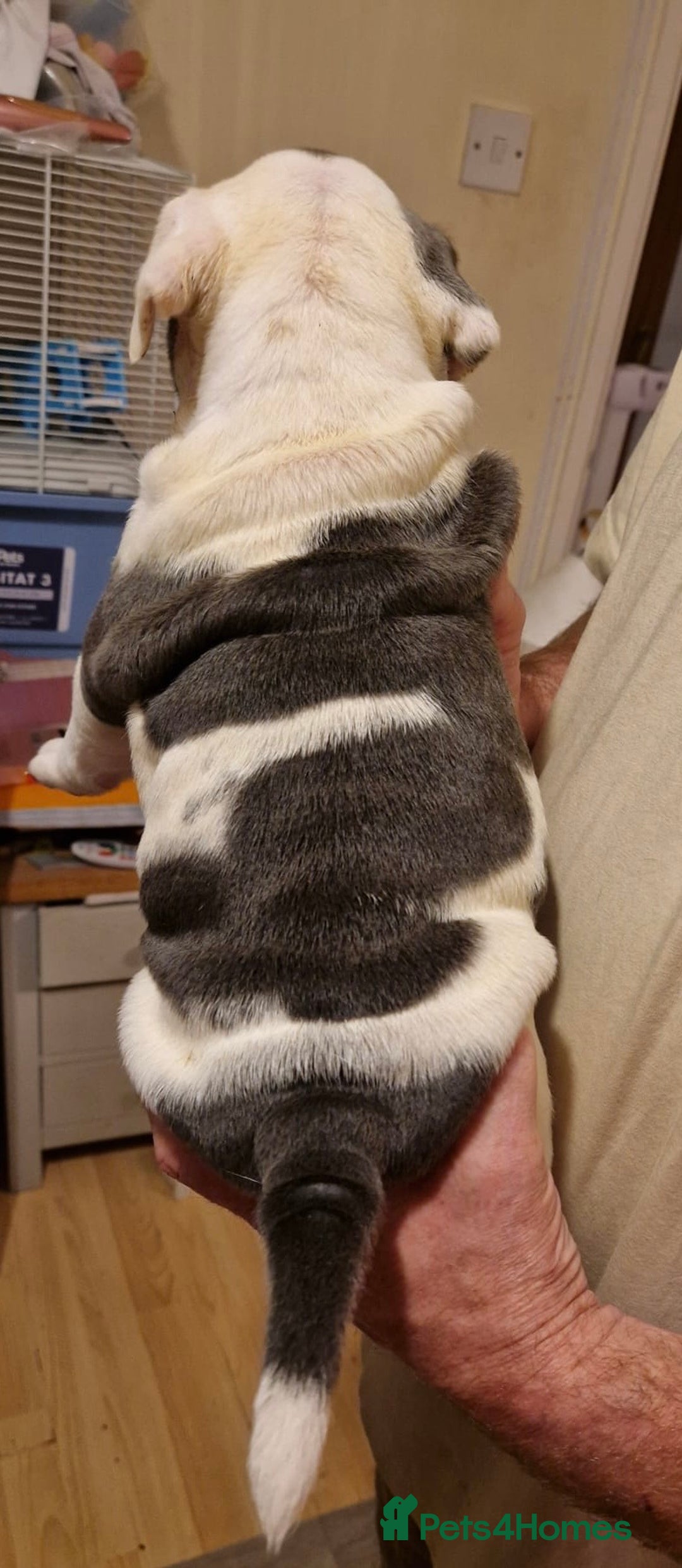 Olde English Bulldogge dogs for sale: Old English bulldog puppies GENERATIONAL - Advert 18