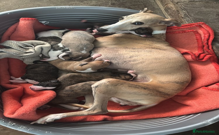 Whippet dogs - Advert 7