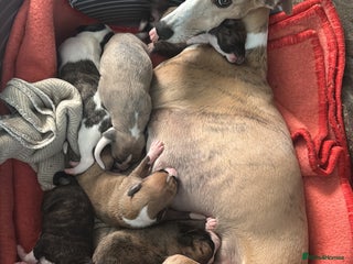 Whippet dogs - Advert 8