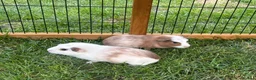 Guinea Pig rodents for sale: 2 Male Guniea Pigs in Cambridge - Advert 1