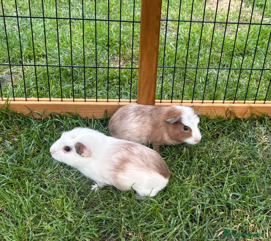 Guinea Pig rodents for sale: 2 Male Guniea Pigs in Cambridge - Advert 1