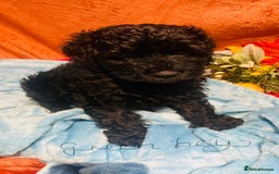 Mixed Breed dogs for sale: Gorgeous cockapoos  - Image 1