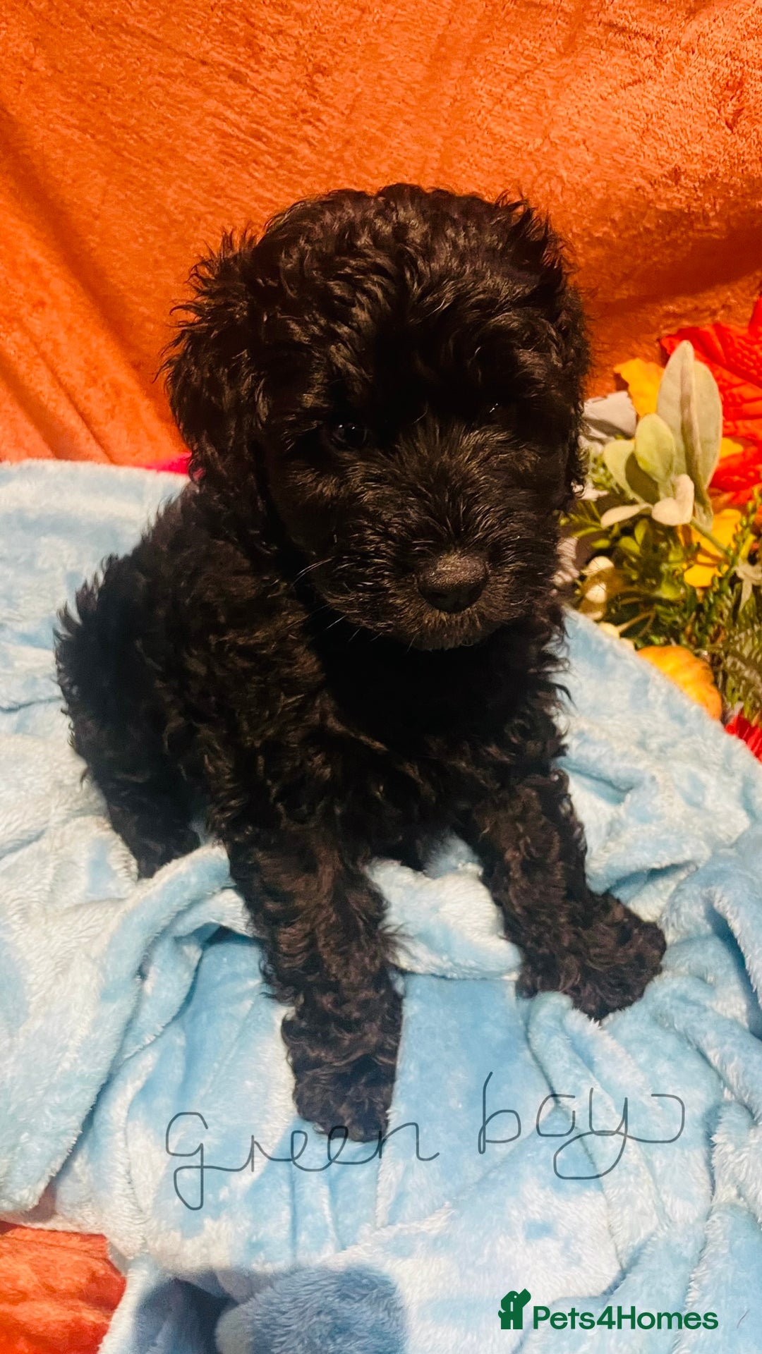 Mixed Breed dogs for sale: Gorgeous cockapoos  - Image 1