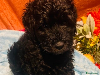 Mixed Breed dogs for sale - Advert 1