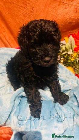 Mixed Breed dogs - Advert 2