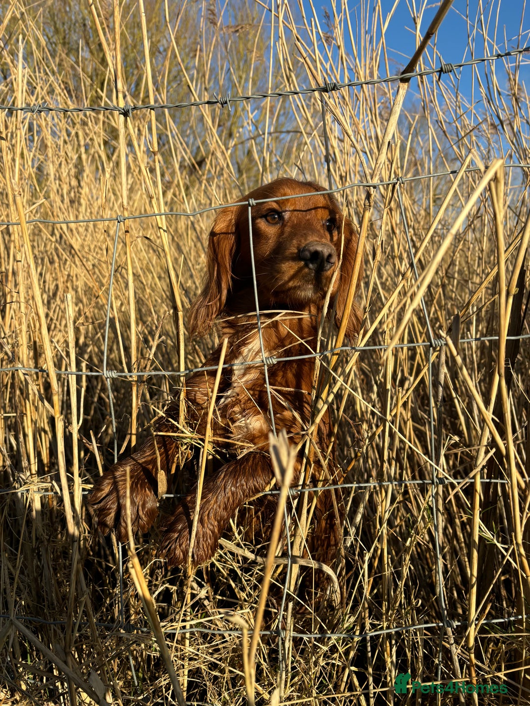 Cocker Spaniel dogs for stud: Fully health tested dark red working cocker stud - Image 2