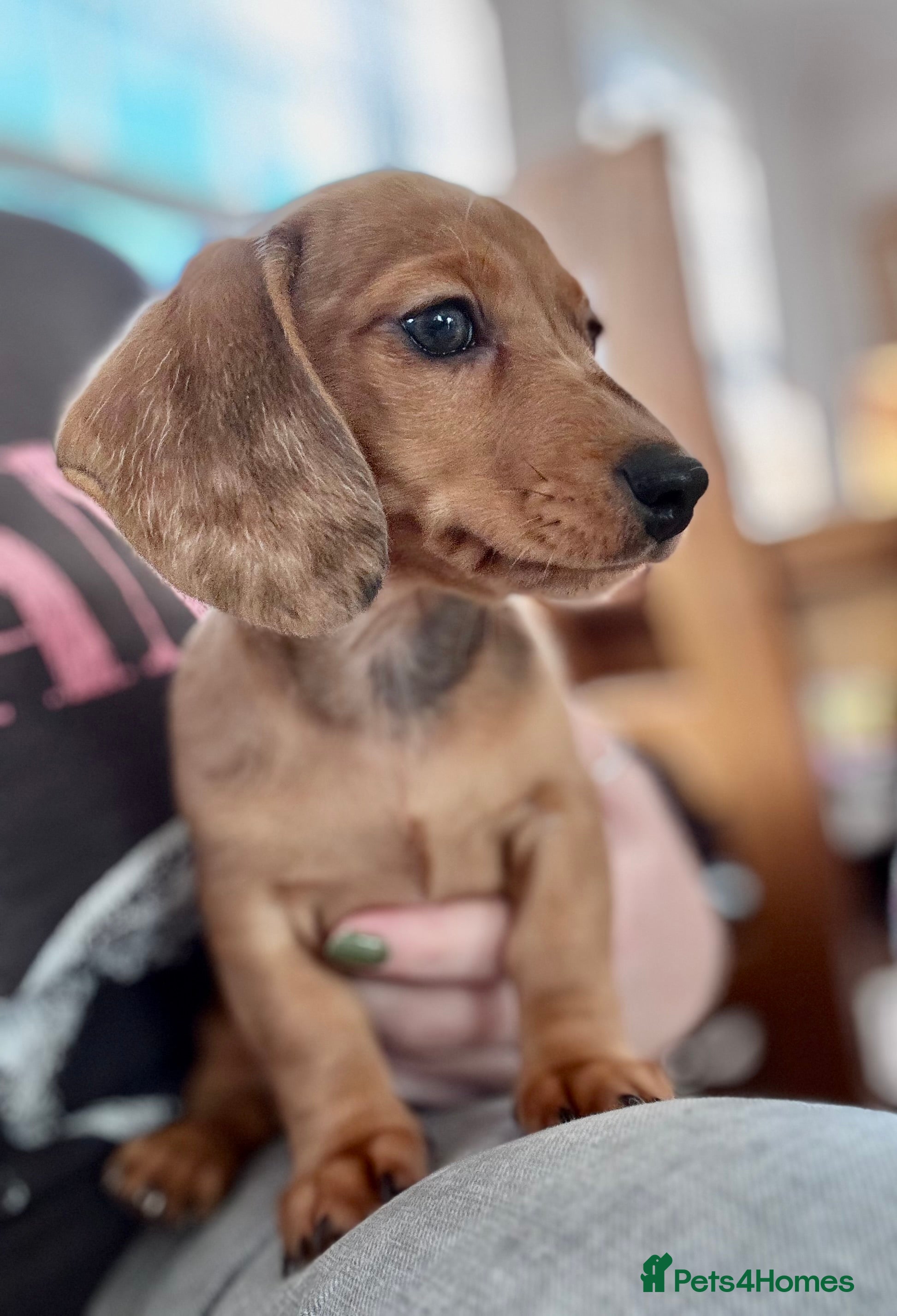 Miniature Dachshund dogs Kennel club registered Miniature dachshunds  - Advert 15