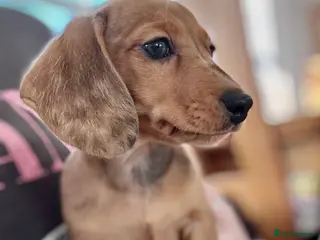 Miniature Dachshund dogs Kennel club registered Miniature dachshunds - Advert 15