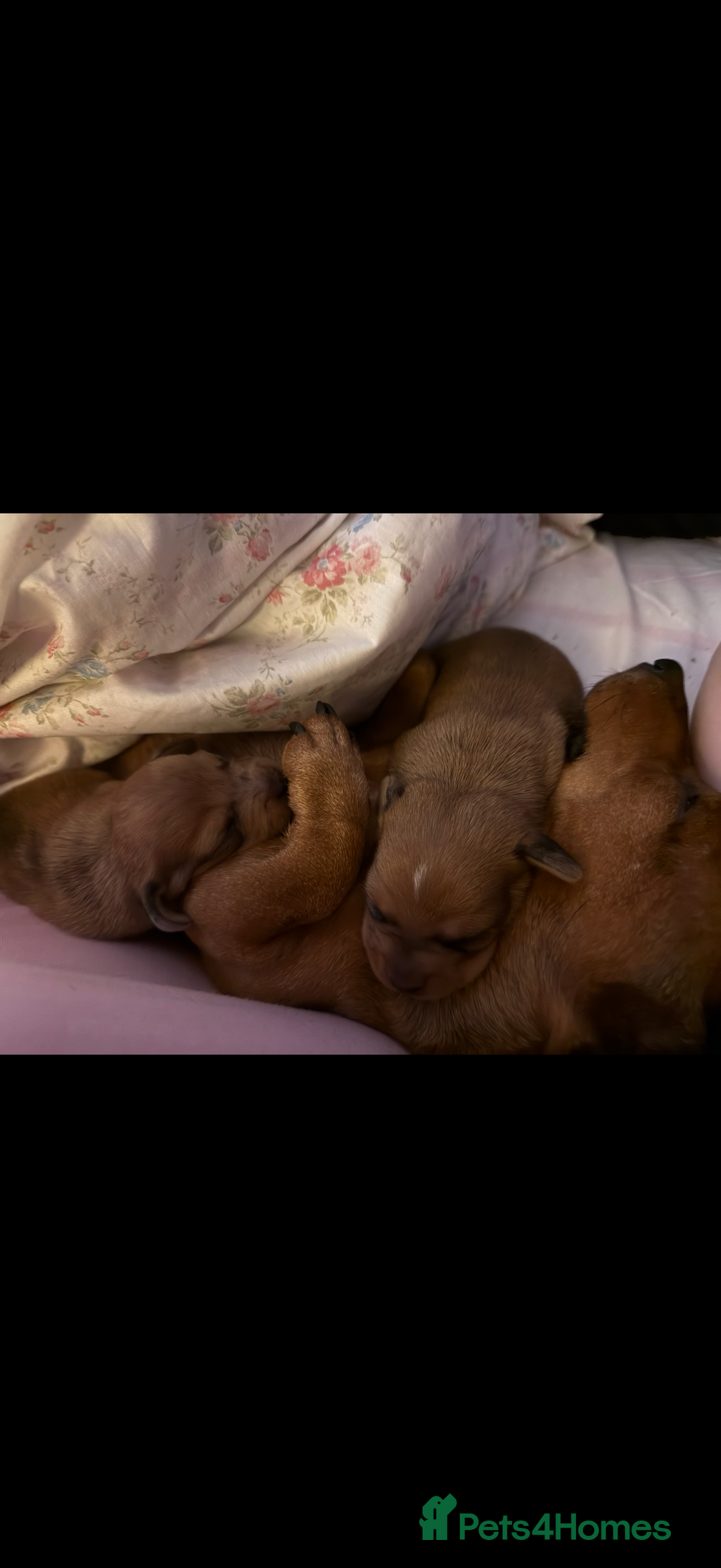 Miniature Dachshund dogs for sale: two gorgeous miniature dachshund puppies - Image 5