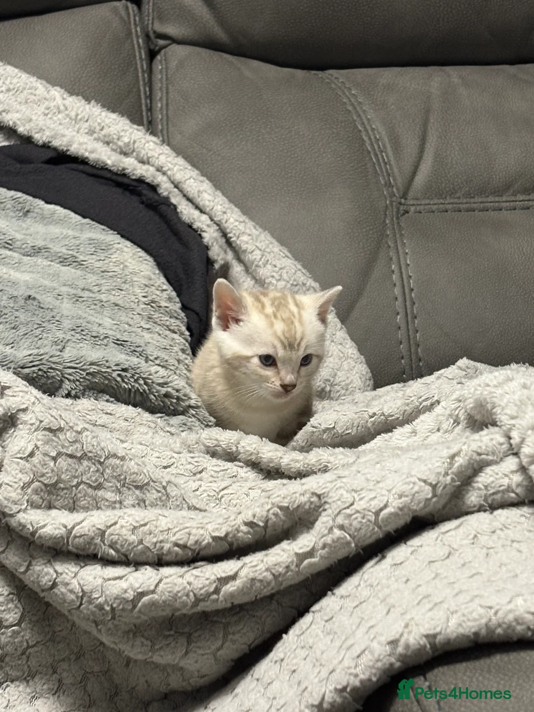 Bengal cats for sale: Bengal tiger kittens  - Advert 10