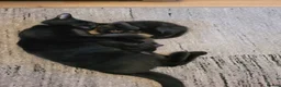 Mixed Breed cats for sale: Gorgeous litter of 6 kittens - Advert 8