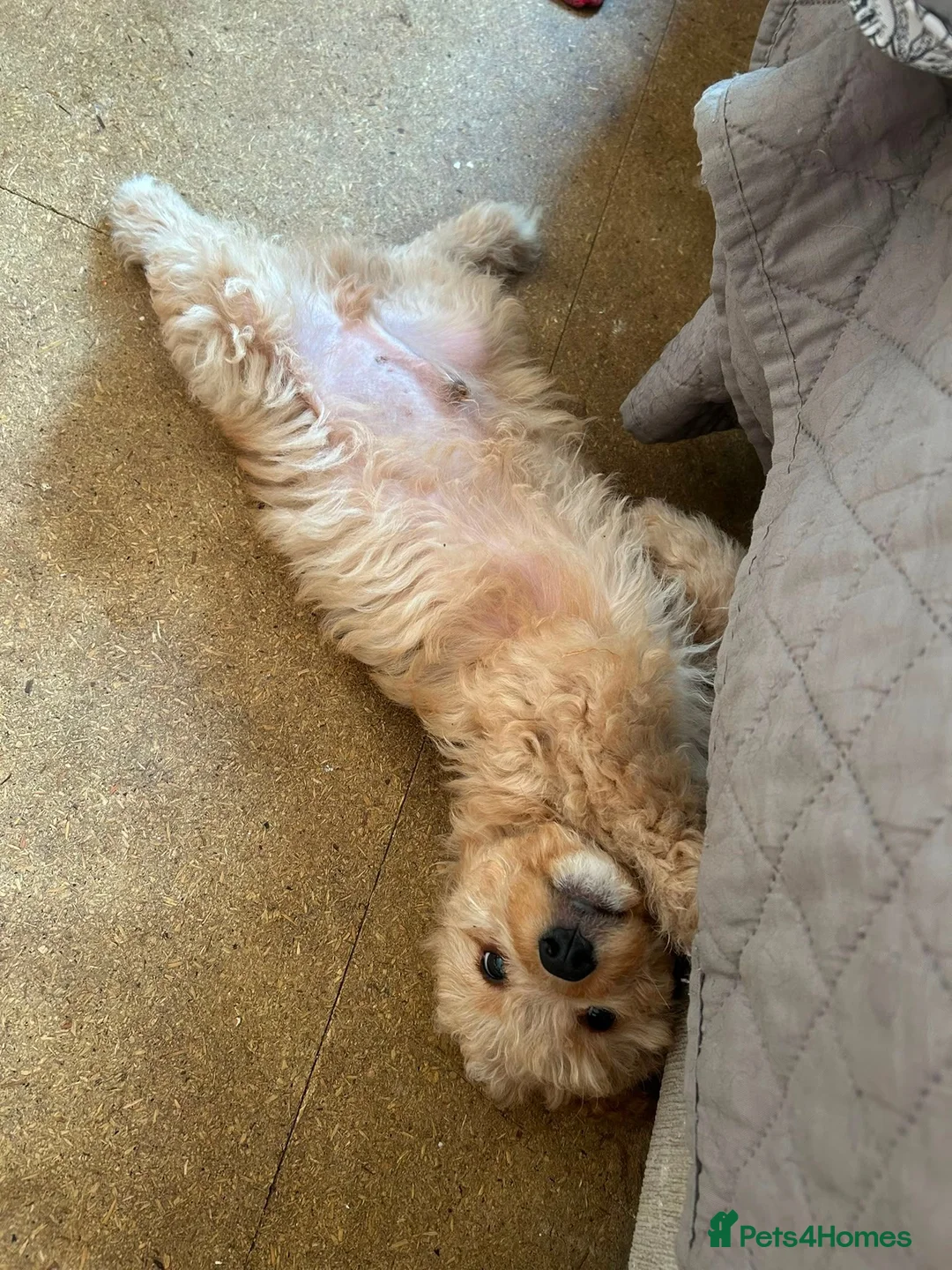 Cockapoo dogs for sale: Cockapoo f1b puppies - Advert 7
