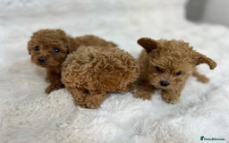 Maltipoo dogs for sale: 🐩Korean Maltipoo🐩 - Image 4