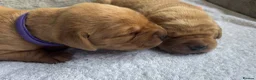 Labrador Retriever dogs for sale: KC Registered Fox Red Lab Puppies Raised Vet’s Hom - Advert 12