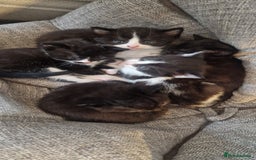 Mixed Breed cats for sale: 5 cute kittens, good natured mum needing homes  - Image 1