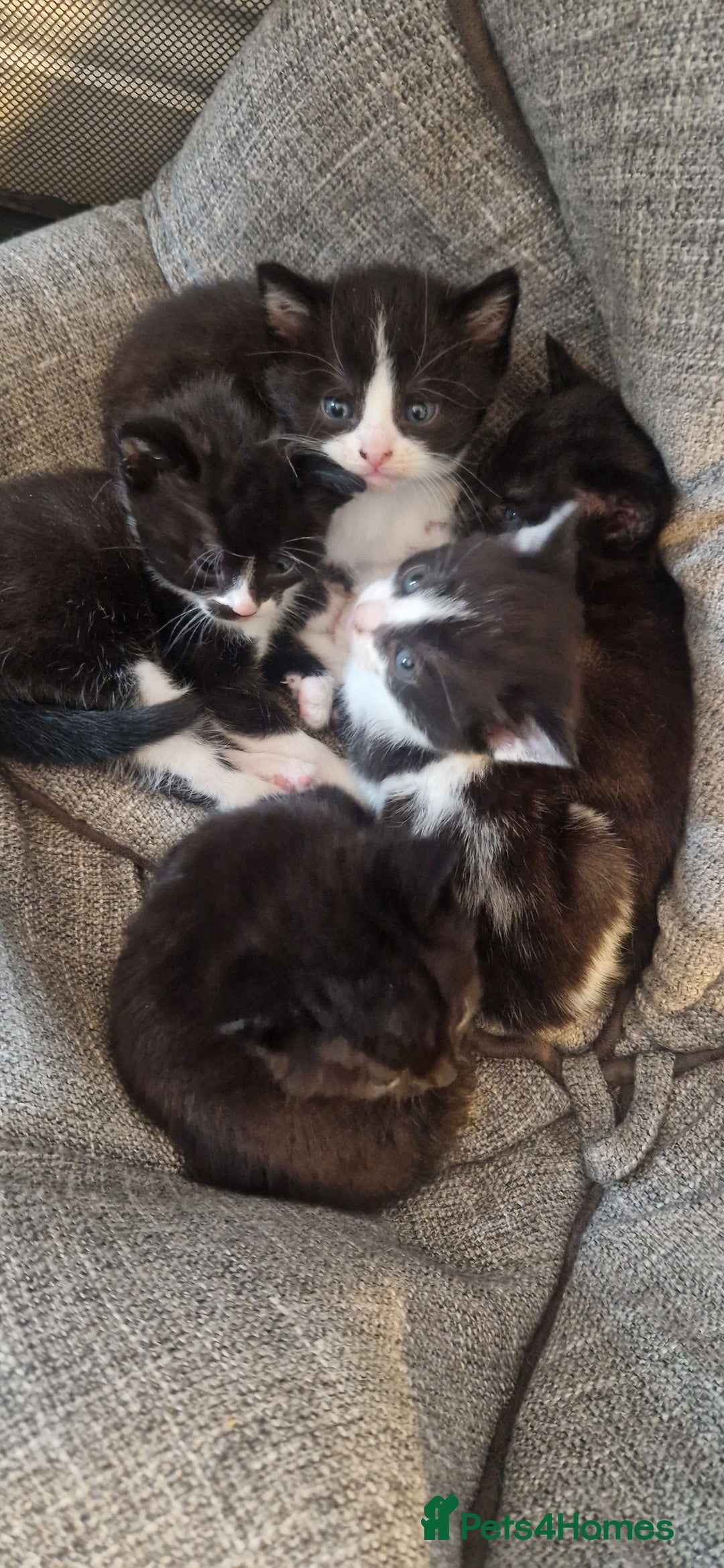 Mixed Breed cats for sale: 5 cute kittens, good natured mum needing homes  - Image 1