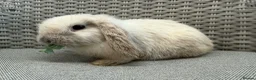Mini Lop rabbits for sale: Friendly mini lops available  - Advert 8