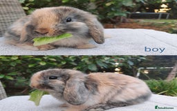 Mini Lop rabbits for sale: Gorgeous mini lop babies, £90, ready from 13/10/25 - Image 5