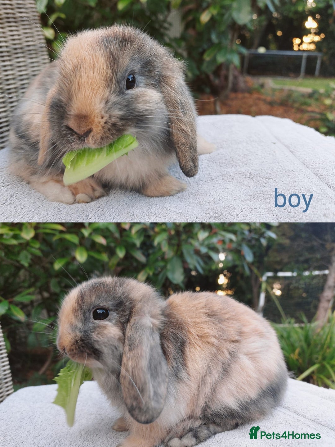 Mini Lop rabbits for sale: Gorgeous mini lop babies, £90, ready from 13/10/25 - Image 5