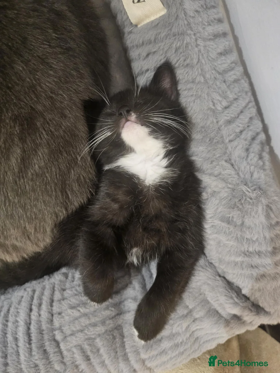 Mixed Breed cats for sale: Two beautiful mixed with British shorthairs  in Basildon - Advert 5