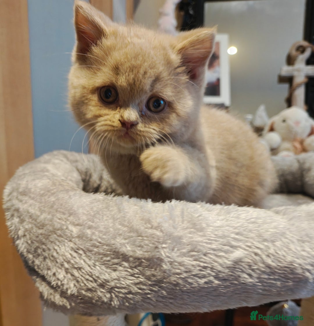 British Longhair cats for sale: Cinnamon bi colour longhair,fawn Shorthair  - Image 30