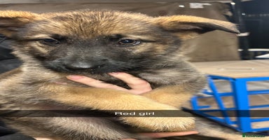 German Shepherd dogs - Advert 1