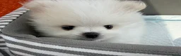 Pomeranian dogs for sale: ❤️Stunning KC white boy from KC parents❤️ - Advert 12