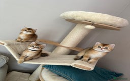 British Shorthair cats for sale: BSH Golden kittens  - Image 6