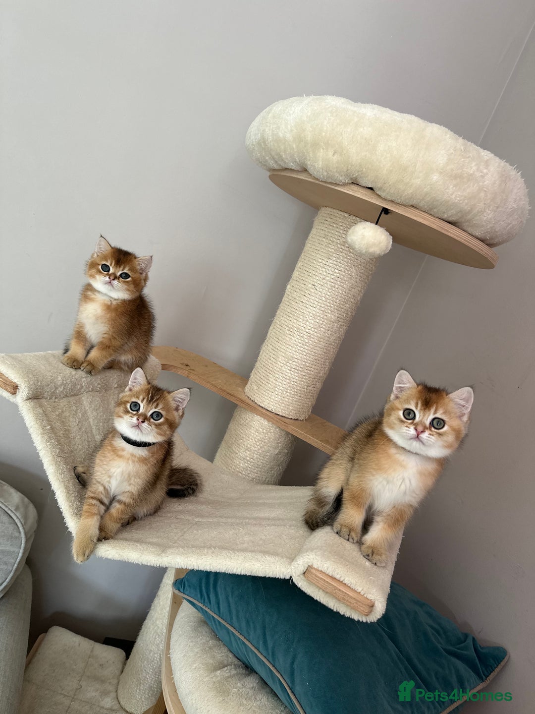 British Shorthair cats for sale: BSH Golden kittens  - Image 6
